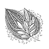 Seed Fund